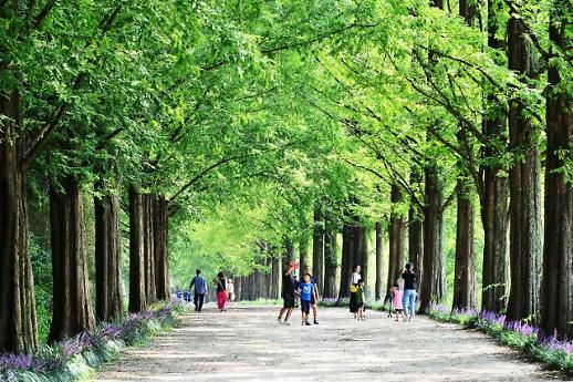 ㉖메타세쿼이아 가로수 길과 메타프로방스