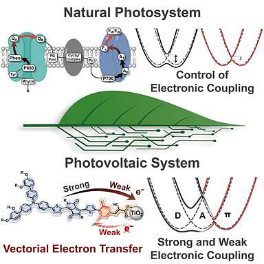 Researchers develop efficient solar cell technology by mimicking plants photosynthesis process