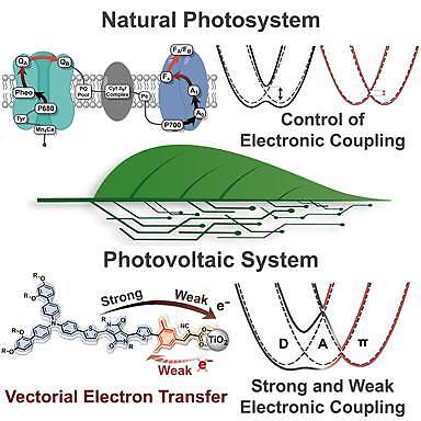 Researchers develop efficient solar cell technology by mimicking plants photosynthesis process