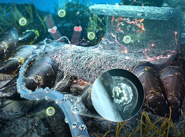 Researchers develop mussel-inspired underwater glue to improve performance of seawater batteries  