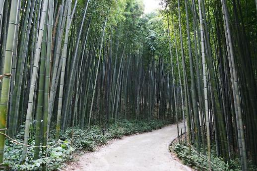 예향 문향 의향 대나무숲 담양을 거닐다(서문)