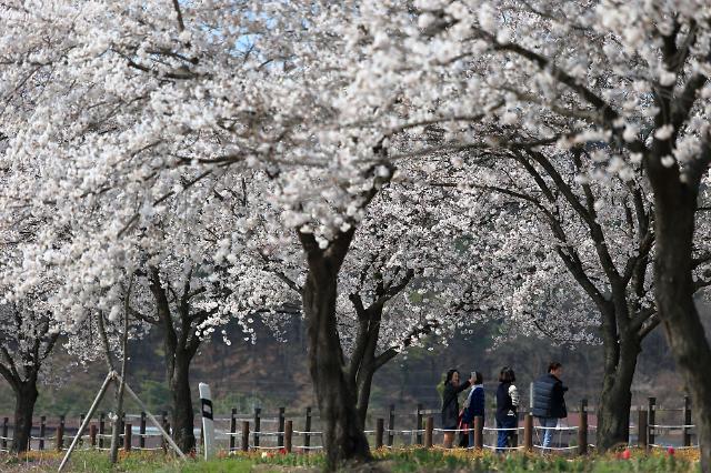 “第三年了还是不能去看花” 疫情肆虐韩多地取消赏樱活动
