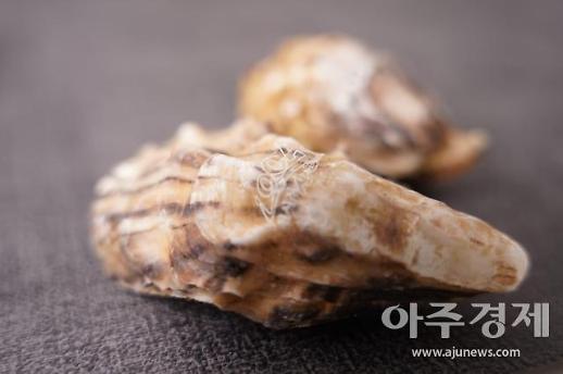 [조현미의 여기는 세종] 개체굴로 환경보호·고수익 함께 챙겨요