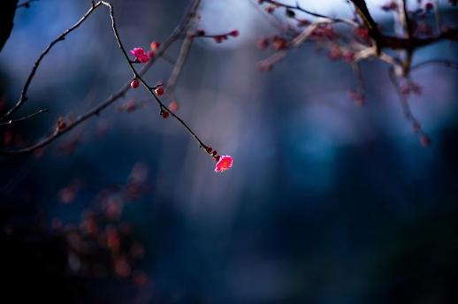 [기수정의 여행 in] 봄 알리미 매화, 서울에도 살포시 피었네