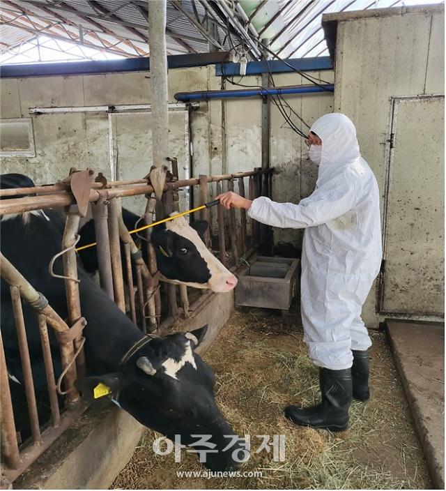 구제역 차단…연천군, 소·염소·돼지 백신 일제 접종 外