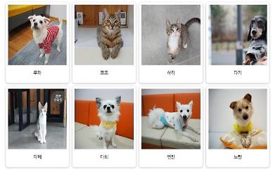 Seoul to promote adoption of abandoned animals through special benefits