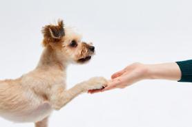 Seoul to open pet school for puppies with behavior issues  