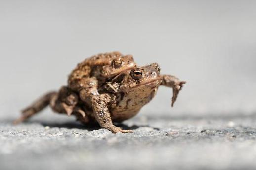 Rare ordinance enacted by local assemblymen to protect toad ecosystem