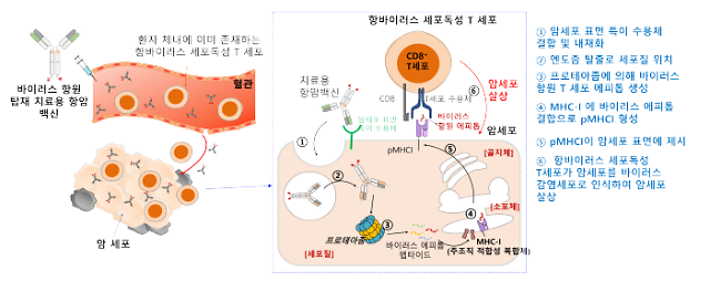 아주대 김용성 교수팀, 암 환자 몸속 항바이러스 면역 세포 활용한 항암 백신기술 개발
