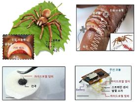 Researchers develop spider-inspired frequency damper for biosignal sensors
