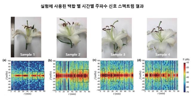 Researchers develop technique to visualize floral scent in real-time