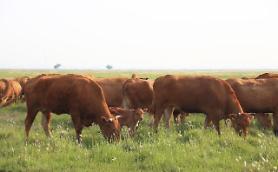 University team applies genetic tracking system to breed low-carbon cow