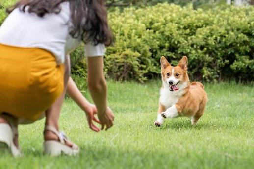 [아주 돋보기] 거리두기 끝나자 찬밥 신세 된 반려동물들