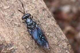 Edible insect Walker shows ability to ecologically decompose organic substances