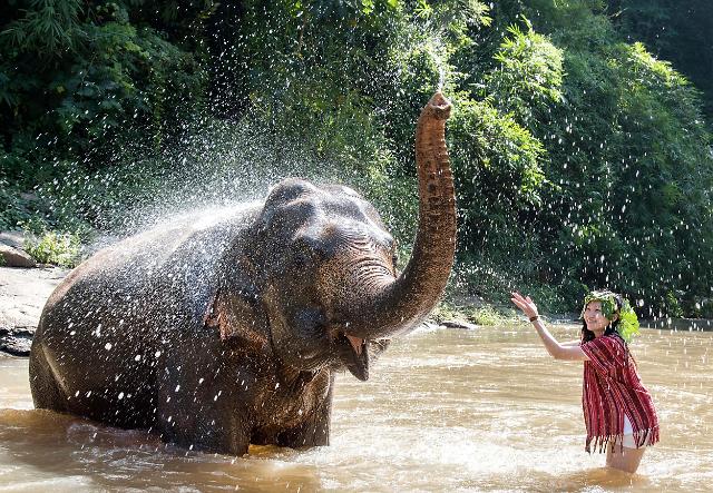 코끼리와 물놀이 하세요 동물학대 프로그램 폐지한 여행사 