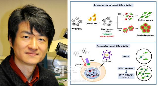 한국뇌연구원, 인간 신경세포 분화 과정 실시간 모니터링