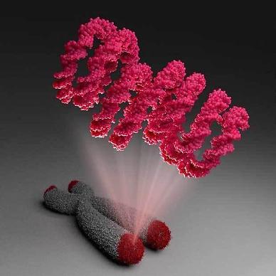 [NNA] 난양이공대, 염색체 말단부 분자구조 밝혀