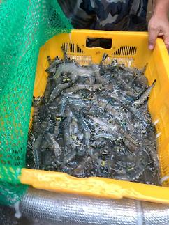 Eco-friendly biofloc method used for S. Koreas first production of Asian tiger shrimps