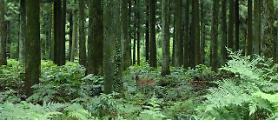 Virtual forest experience found to help restore positive emotions and reduce anxiety