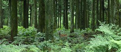Virtual forest experience found to help restore positive emotions and reduce anxiety