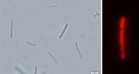 Researchers discover method to quickly cultivate microalgal strain for biofuel production