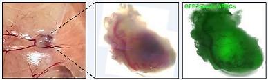 Researchers develop stem cell-derived heart organoid capable of receiving blood