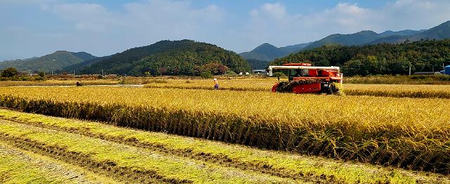 ​[남아도는 쌀]올해도 15만톤 초과 생산…정부 앞선 시장격리로 가격 안정세