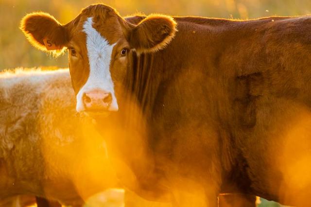 LG Chems farm tech unit launches biochar commercialization project to solve livestock manure problems