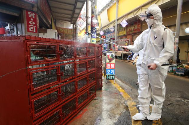 韩国禽流感比往年提早3周暴发 鸭肉鸡蛋涨价10%以上