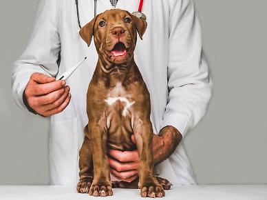 CHA biotech to make foray into S. Koreas pet healthcare industry with new division
