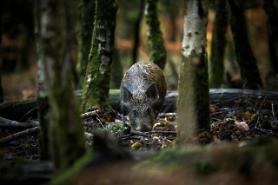 Number of wild boars captured in Seoul increases by 70 percent on-year 
