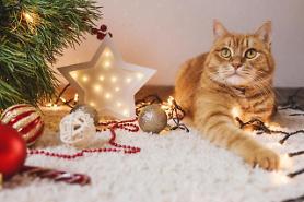 Sales of pet food items of Shinsegaes online shopping mall increase 30 percent on-year