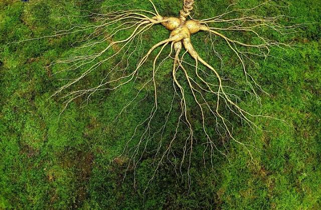 Rare ginseng worth some $545,000 found in S. Korea