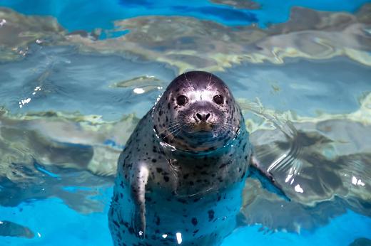 乐天世界水族馆可爱的海豹宝宝诞生啦！