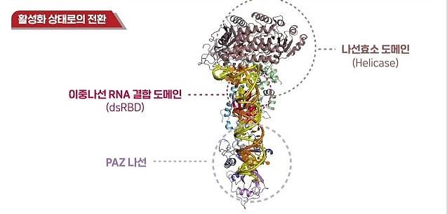Researchers find operating principle of key protein in RNA generation process