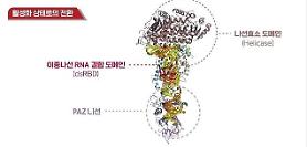 Researchers find operating principle of key protein in RNA generation process