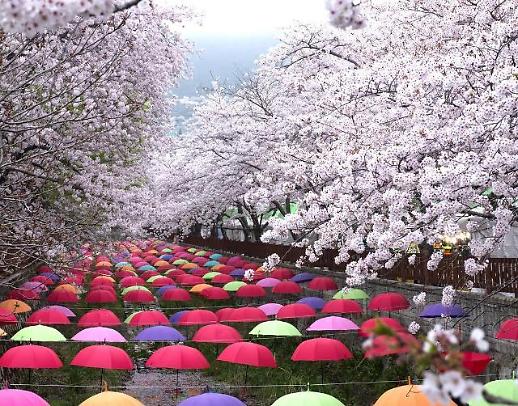 Hàn Quốc tưng bừng tổ chức lễ hội mùa xuân thu hút du khách