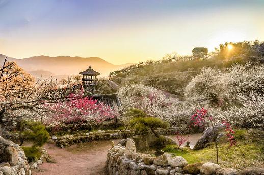 Các lễ hội mùa xuân ở Hàn Quốc