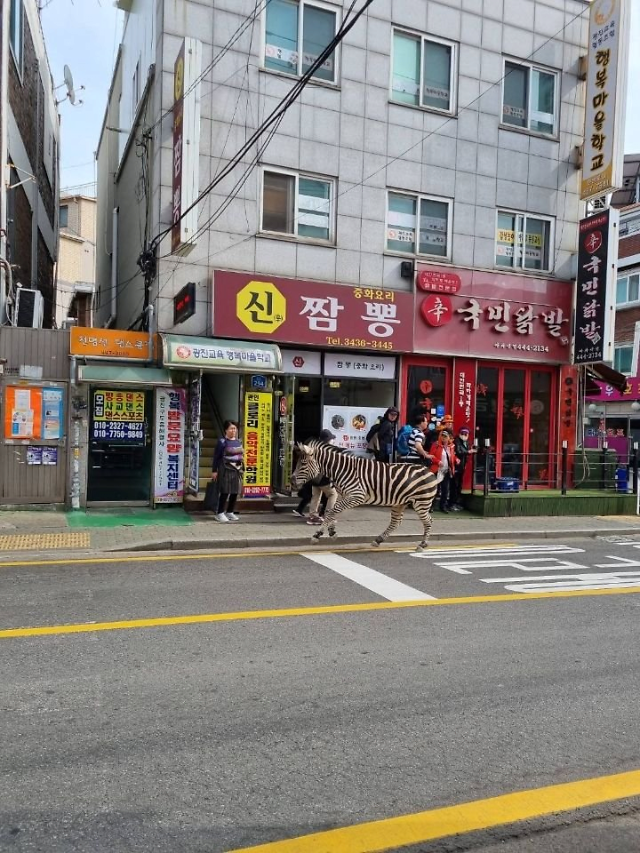 Policemen and firemen chase zebra in residential area east of central Seoul