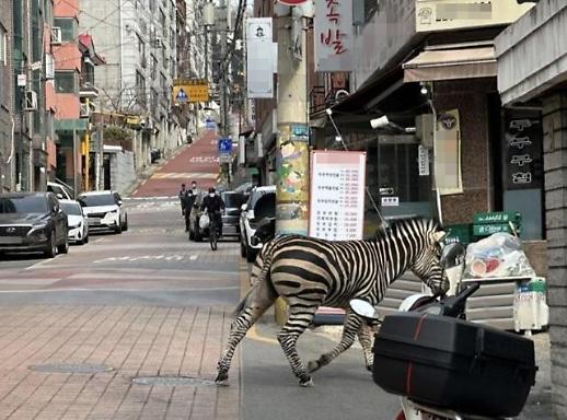 Ngựa vằn xuất hiện trên đường phố Seoul?