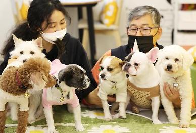 S. Korean pet supplies companies offer discount events on Puppy Day