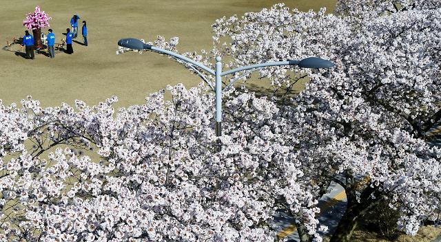 [슬라이드 화보] 벚꽃 만발....온세상이 봄에 물들었다