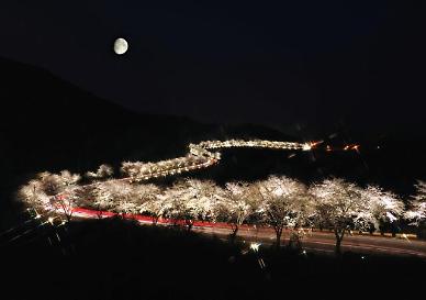 올해는 제베리아산 벚꽃엔딩… 현지인 추천 제천 벚꽃길 5선