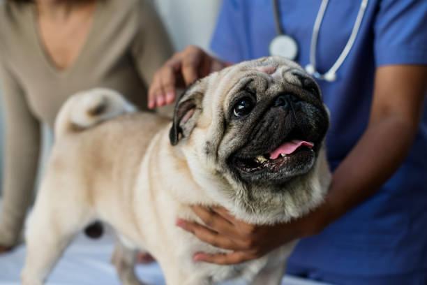养宠人的福音 韩政府计划于年末免除宠物就医附加税
