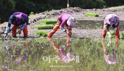 전남 강진에서 우리 고유의 손 모내기 재연 행사