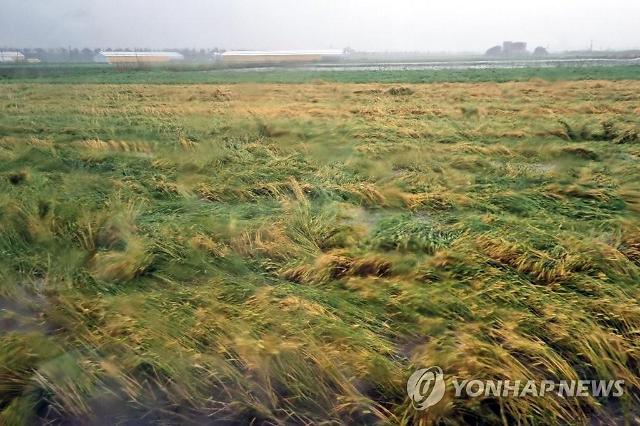 비바람에 넘어진 보리