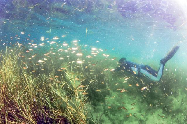 여수 바다에 탄소 흡수하는 해초 심는다..LG화학, 잘피 서식지 복원 착수