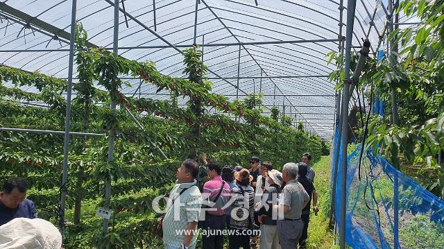 예산능금농협 일본 선진 체리농업 벤치마킹 모습[사진=예산군]