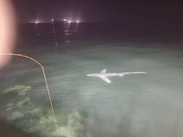 포항 앞바다서 목격된 상어 사진포항 해경