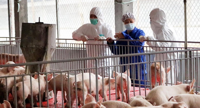 베트남 돼지 농장사진베트남통신사